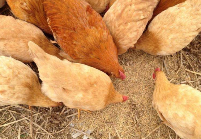 金寨农村散养鸡