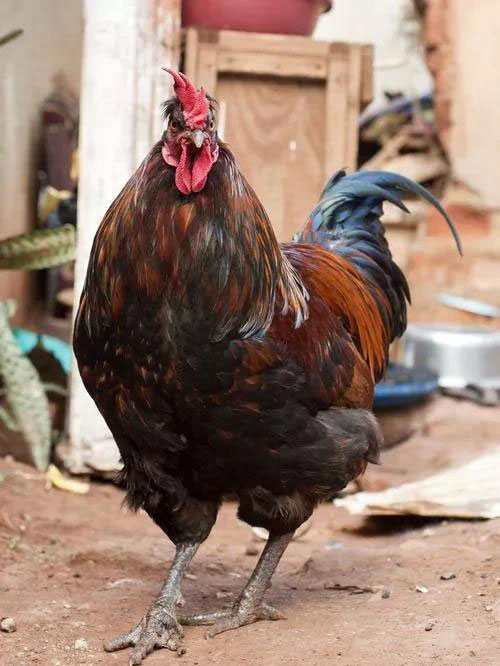 金寨散养土公鸡